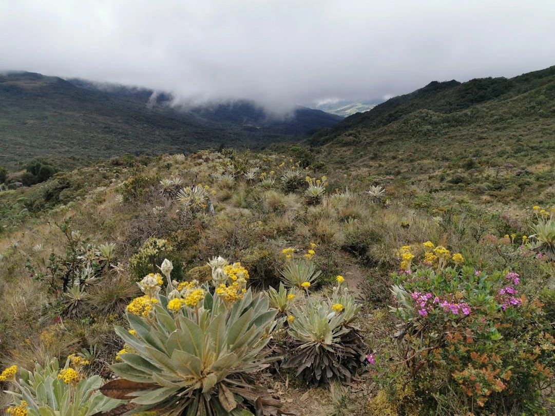 Frailejones en el Parque Ecológico Matarredonda